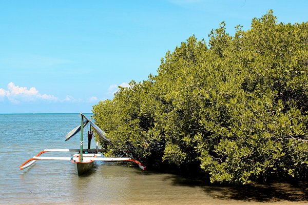 Quels sont les équipements indispensables pour un camping en zone de mangroves?