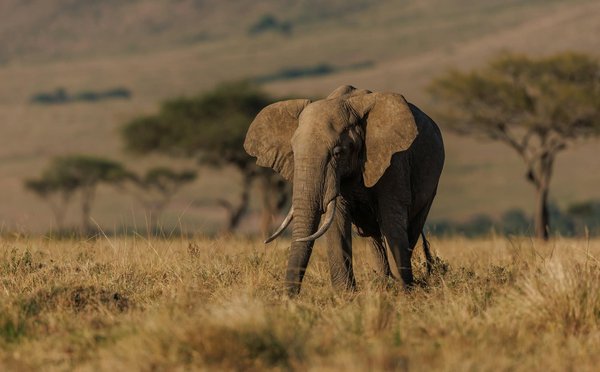 Où observer la faune sauvage en Afrique du Sud?